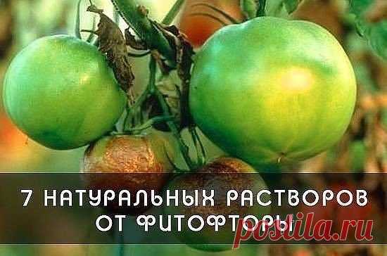 ФИТОФТОРА: КАК ИЗБАВИТЬ ТОМАТЫ ОТ ЗЛОСТНОГО НЕДУГА

Фитофтороз - пожалуй, самое неприятное и распространенное заболевание среди пасленовых. Из года в год оно заставляет волноваться каждого дачника, рассчитывающего на хороший урожай томатов и картофеля.

Показать полностью…