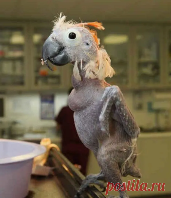 Надин герой (рассказ) | Тайган | Дзен