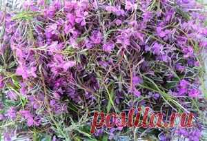 ИванЧай с соцветиями кипрея - вкусное и мощное противоопухолевое средство! - ИванЧай ферментированный копорский кипрей от производителя