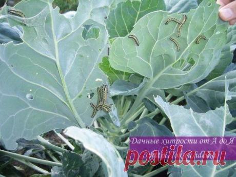 УНИКАЛЬНЫЙ РЕЦЕПТ, ДЛЯ БОРЬБЫ С ВРЕДИТЕЛЯМИ КАПУСТЫ!!!
Стали мы средства разные искать, как другие спасают капу­сту. Однажды прочитали, как одна женщина сохраняет свою капусту. Она рассказала, что капусту опрыскивала 70% -ным столовым уксусом: одну ложку на 10 л воды.
Мы тут же размешали уксус и обработали капусту. Этим же раствором опрыскали редиску, хрен, редьку и щавель, брюкву, репу.