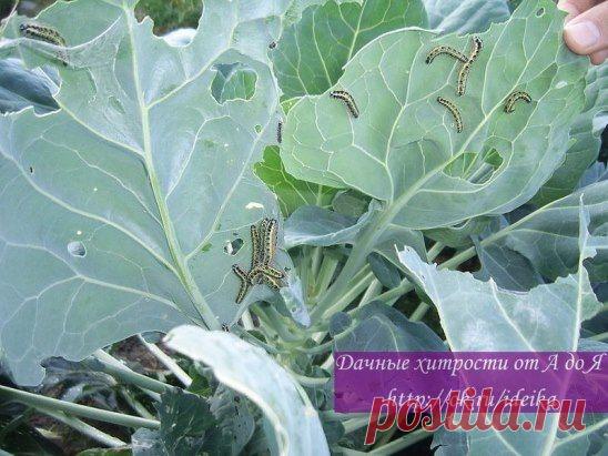 УНИКАЛЬНЫЙ РЕЦЕПТ, ДЛЯ БОРЬБЫ С ВРЕДИТЕЛЯМИ КАПУСТЫ!!!
Стали мы средства разные искать, как другие спасают капу­сту. Однажды прочитали, как одна женщина сохраняет свою капусту. Она рассказала, что капусту опрыскивала 70% -ным столовым уксусом: одну ложку на 10 л воды.
Мы тут же размешали уксус и обработали капусту. Этим же раствором опрыскали редиску, хрен, редьку и щавель, брюкву, репу.