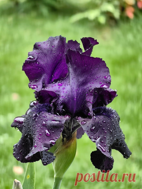 Цветение ирисов. Сад Русско-Японской дружбы в Сочи.