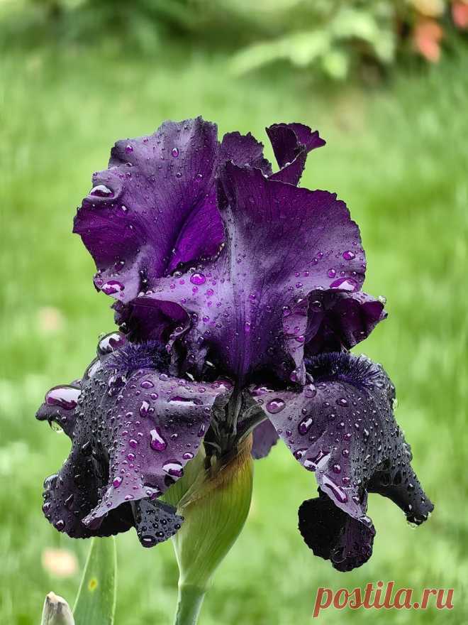 Цветение ирисов. Сад Русско-Японской дружбы в Сочи.