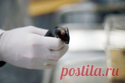 Изучен механизм сужения зрачка из-за психологического состояния. Международная команда ученых из университетов Геттингена и Тюбингена (Германия) и Медицинского колледжа Бейлора в Хьюстоне (США) изучила механизм сужения зрачка из-за психологического состояния. Расширение зрачка из-за состояния тревоги мозга может напрямую влиять на зрительную чувствительность и восприятие.