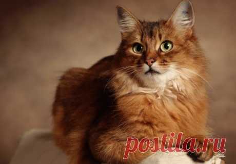 КОШКИН ДОМ. Кошки и мистика