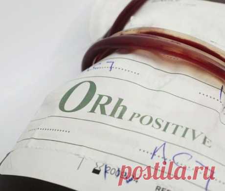 Разгадка резуса. Как обезьяны помогли открыть группы крови