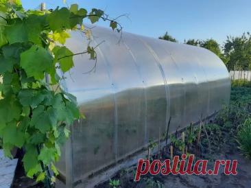 Почему сквозняк в теплице полезен: и как его правильно организовать. Сквозное проветривание также улучшает опыление. Насекомым легче работать в условиях нормального воздухообмена.