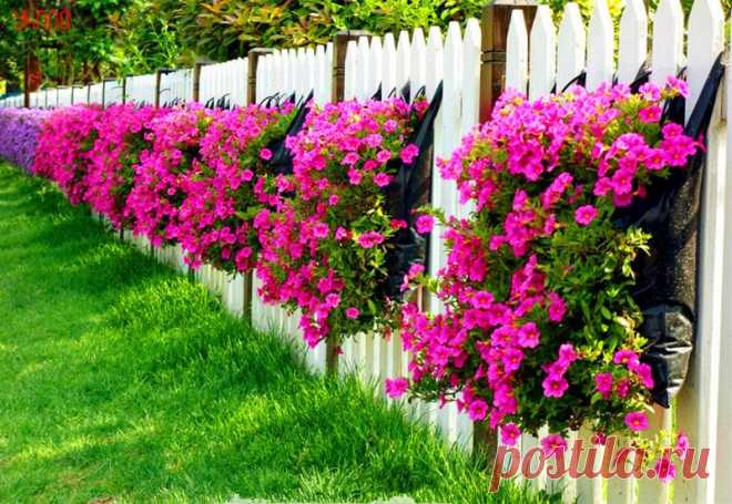 100PCS/PACK Morning Glory Flower flores, perennial garden flowers,easy to grow,bonsai plant for home garden and courtyard-in Bonsai from Home & Garden on Aliexpress.com | Alibaba Group