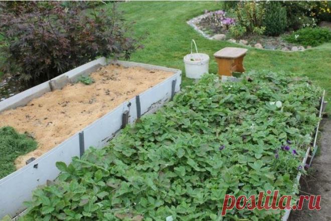 Безжалостная обрезка земляники (наглядно) | Есть время под солнцем | Яндекс Дзен