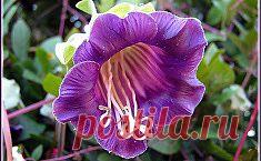 Все о выращивании цветов в клубе любителей дачи 7Dach