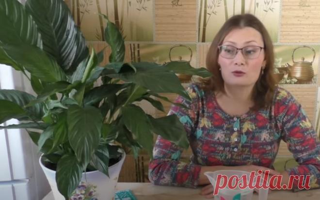 Бесплатная супер-подкормка для сумасшедшего роста комнатных растений!