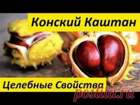 Полезные свойства конского каштана