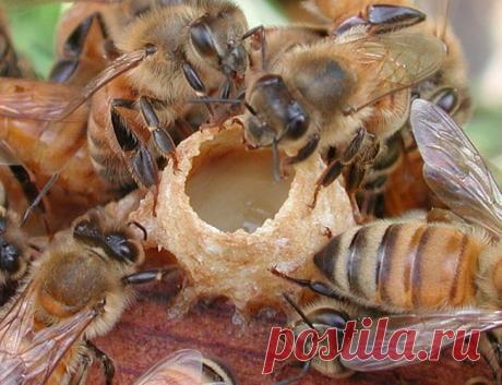 Популярные записи по теме «юмор»