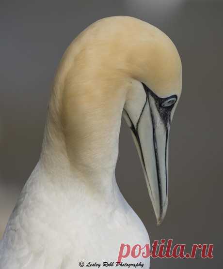 Gannet