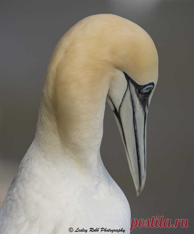 Gannet