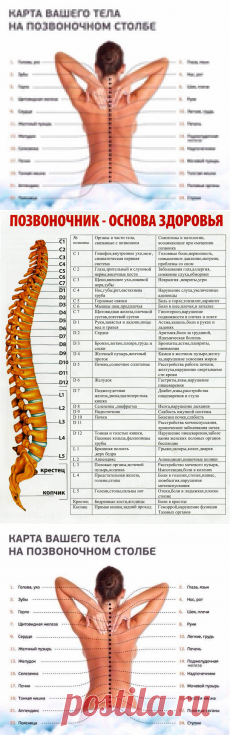 Карта Вашего тела на позвоночном столбе