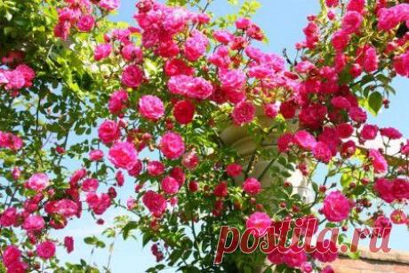 Посадка плетистых роз уход, обрезка, размножение