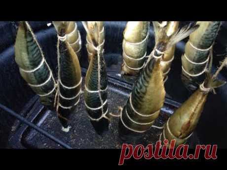 Рыба Скумбрия горячего копчения! Пошаговый рецепт + секрет и нюансы!