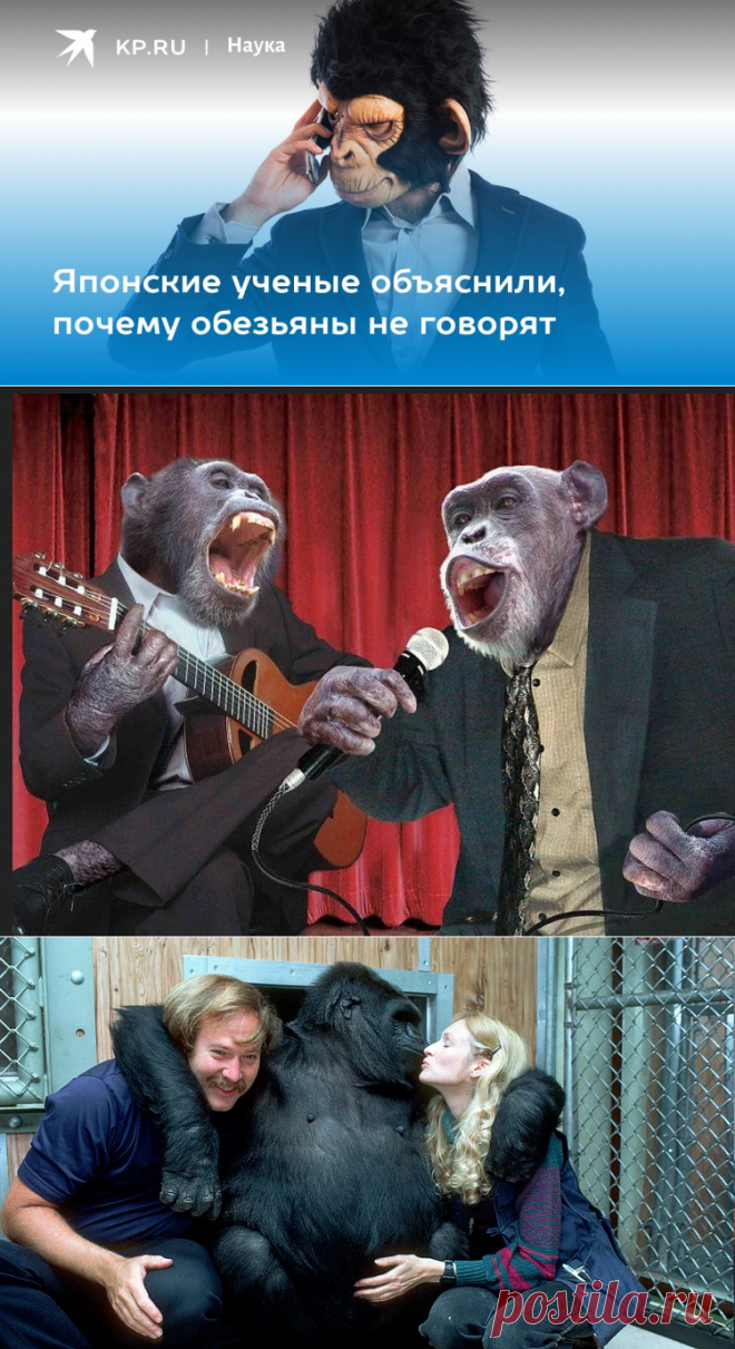 Японские ученые объяснили, почему обезьяны не говорят - KP.RU