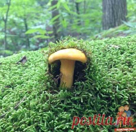 Сквозь мох, навстречу жизни!