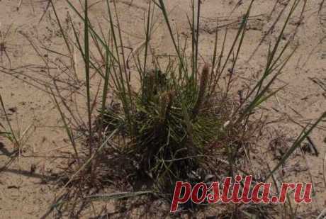 СЕКРЕТЫ ЗЕППА ХОЛЬЦЕРА ПО ВОЗДЕЛЫВАНИЮ ЗЕМЛИ. ФОТО.