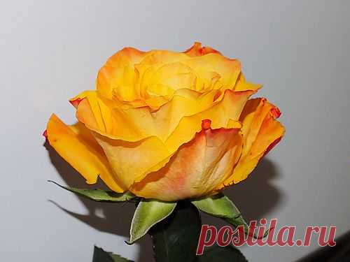 Роза жёлтая.