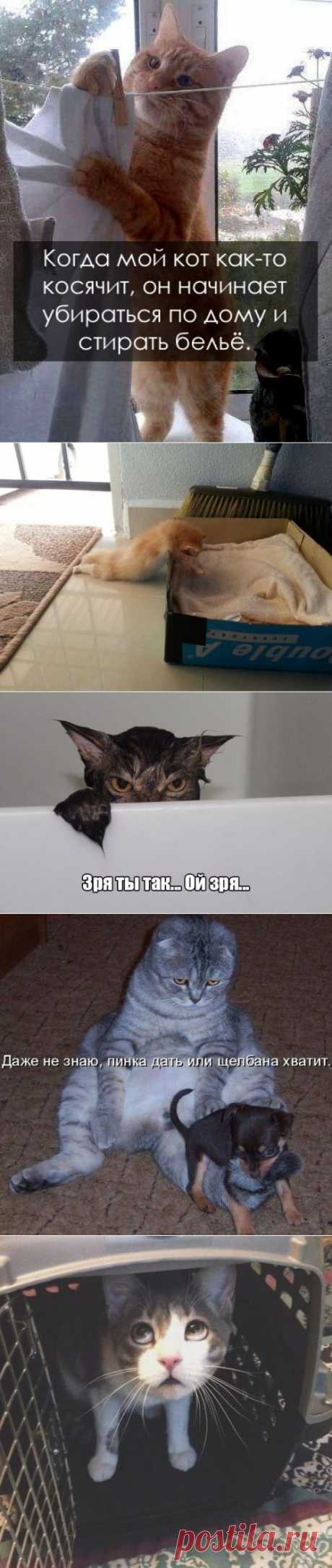 котики Поиск