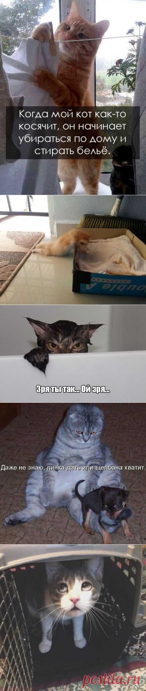 котики Поиск