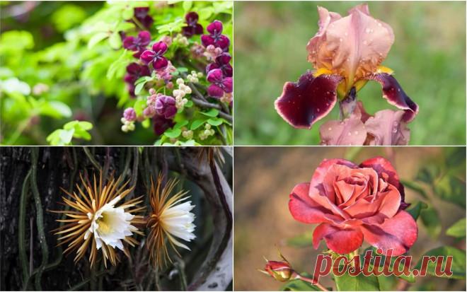 Клумба в ароматах 2025: 10 растений с запахом шоколада | Идеи дизайна (Огород.ru)