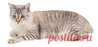 Как правильно кормить кошку