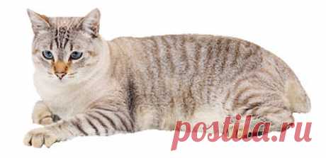 Как правильно кормить кошку