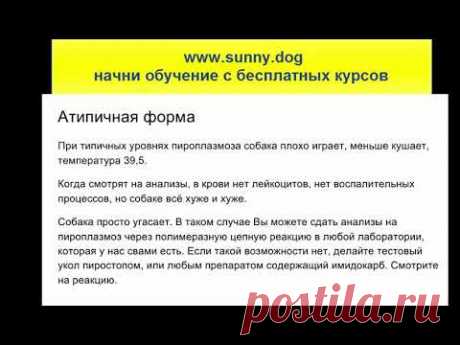 Пироплазмоз. Атипиченая и хроническая формы. Часть 3