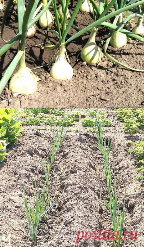 Технология выращивания лука – репки из севка | Планета фиалок