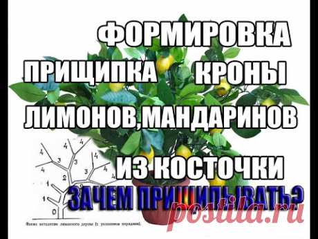 Формирование кроны.Лимон ,мандарин,цитрусы.Прищипка.Коротко о формировке и прищипке - YouTube