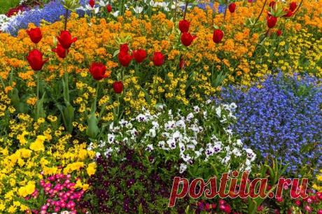 Красивая весенняя клумба: 16 идей для вдохновения