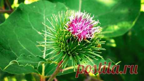 ЦЕЛЕБНЫЕ СВОЙСТВА ЛОПУХА

Однажды я читала лекцию и сказала: «Есть такой академик, который лечит все заболевания. Сидит в земле академик-лопух и ждет, когда его человек возьмет и будет им лечиться».

Сейчас люди почти все больны. Рак просто косит людей. А лопух лечит все онкологические заболевания. Лечит сахарный диабет, бронхит, гайморит, ревматизм, подагру, артрит, остеохондроз, перелом костей, межпозвоночные грыжи, атеросклероз, заболевания уха, хроническую коронарную н...