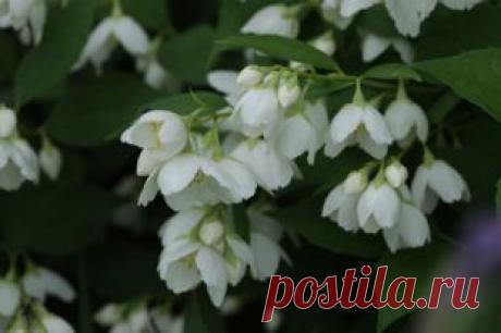 Как вырастить жасмин в саду | Твой Ремонт и Твоя дача!