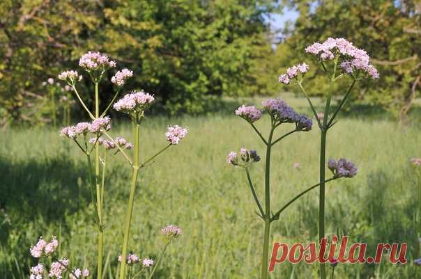 Поляна с цветущей Валерьяной ... ☀🌿🌸🌸🌸🌿😍❤