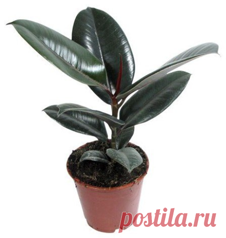 Растение джунглей – фикус