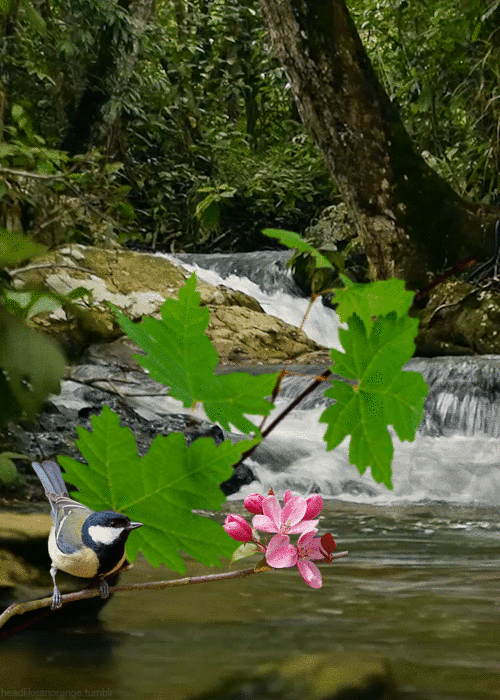 Flying Jewels, God`s Awesome & Gorgeous Creation.