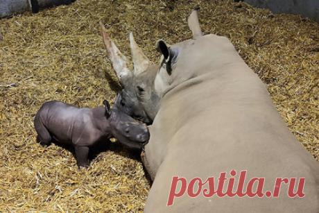 Редчайший вымирающий белый носорог родился в зоопарке. Детеныш белого носорога родился в Великобритании. Сотрудники зоопарка Africa Alive уже назвали произошедшее «маленьким чудом», так как белые носороги находятся под угрозой истребления, а в неволе размножаются неохотно. Родителями новорожденного стали девятилетняя Нджири и 13-летний Зимба.