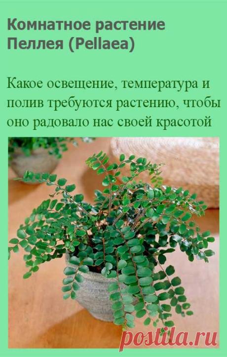 Комнатное растение Пеллея (латинское Pellaea). Название рода, происходящее от латинского слова pellos - "темный", намекает на темную окраску черешков листьев этой группы папоротников. В отличие от многих других папоротников пеллеи не нуждаются в опрыскивании. В культуре поддерживается пеллея копьевидная (P.hastata) с характерными треугольными сегментами листьев.