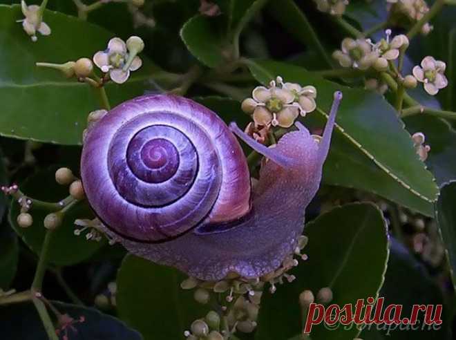 25 животных имеющих неожиданную окраску | Ультрамарин