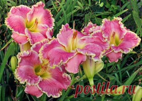 ОСОБЕННОСТИ ВЫРАЩИВАНИЯ ЛИЛЕЙНИКОВ | Самоцветик