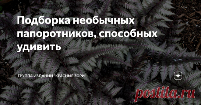 Подборка необычных папоротников, способных удивить На первый взгляд папоротник кажется крайне заурядным растением. Но, поверьте, ему есть чем нас восхитить! Папоротники появились на Земле около 400 млн лет назад. В Каменноугольный период они вместе с гигантскими хвощами образовывали огромные леса. И сегодня папоротники – одни из немногих древнейших растений, которые сохранили видовое разнообразие. Их почти 10500 видов! Они встречаются на нашей планете повсюду, даже на аркт...