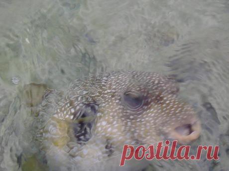 Кузьма))) Красное море