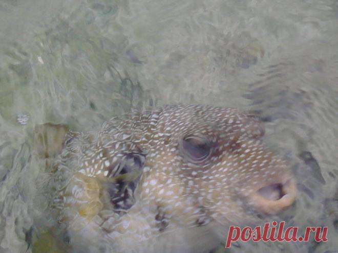 Кузьма))) Красное море