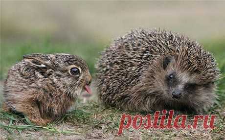 Заливаешь !!!