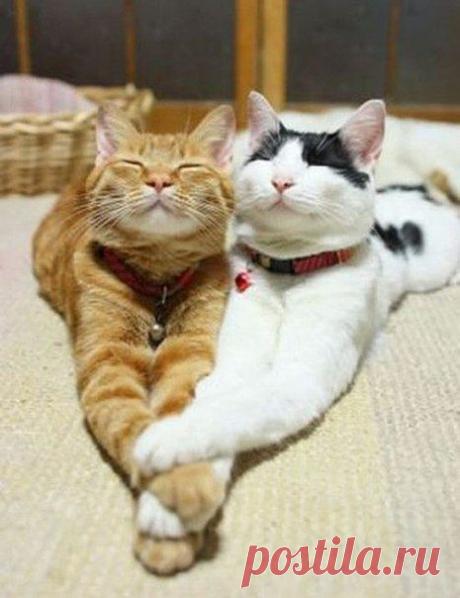 Мудрый и хитрый кот))) | МАЛЕНЬКАЯ СТРАНА МС