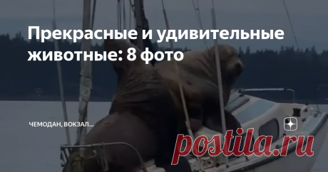 Прекрасные и удивительные животные: 8 фото Взгляните на нашу подборку запоминающихся изображений животных, нацеленных на глубину людского сердца, любящих и ценящих природу. Нам до сих пор есть чем вас удивить, а все благодаря всем тем людям, которые любят фотографировать диких животных и природу. Их глазами сегодня мы сможем увидеть необыкновенные моменты, свидетелями которых посчастливилось стать авторам опубликованных работ. Приятного просмотра! 1. Морские львы забрались...